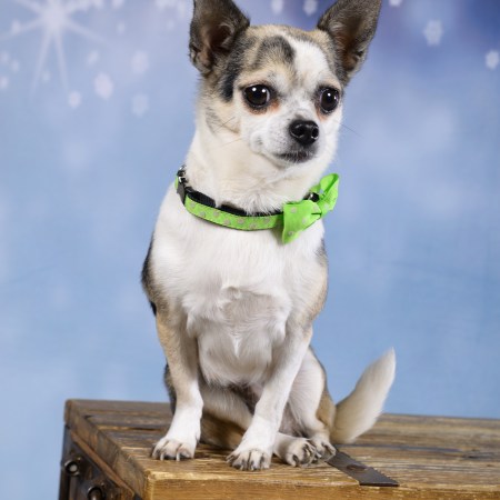 notre mascotte sur le vide grenier