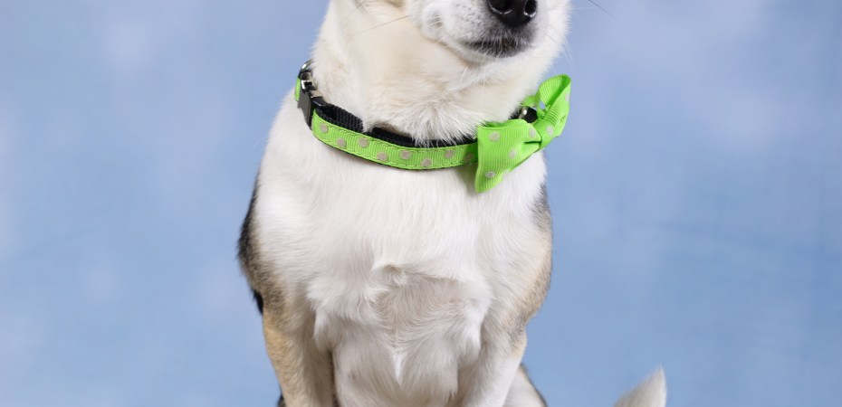 notre mascotte sur le vide grenier